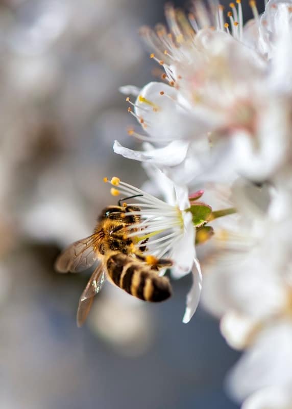 Pszczola Miodna